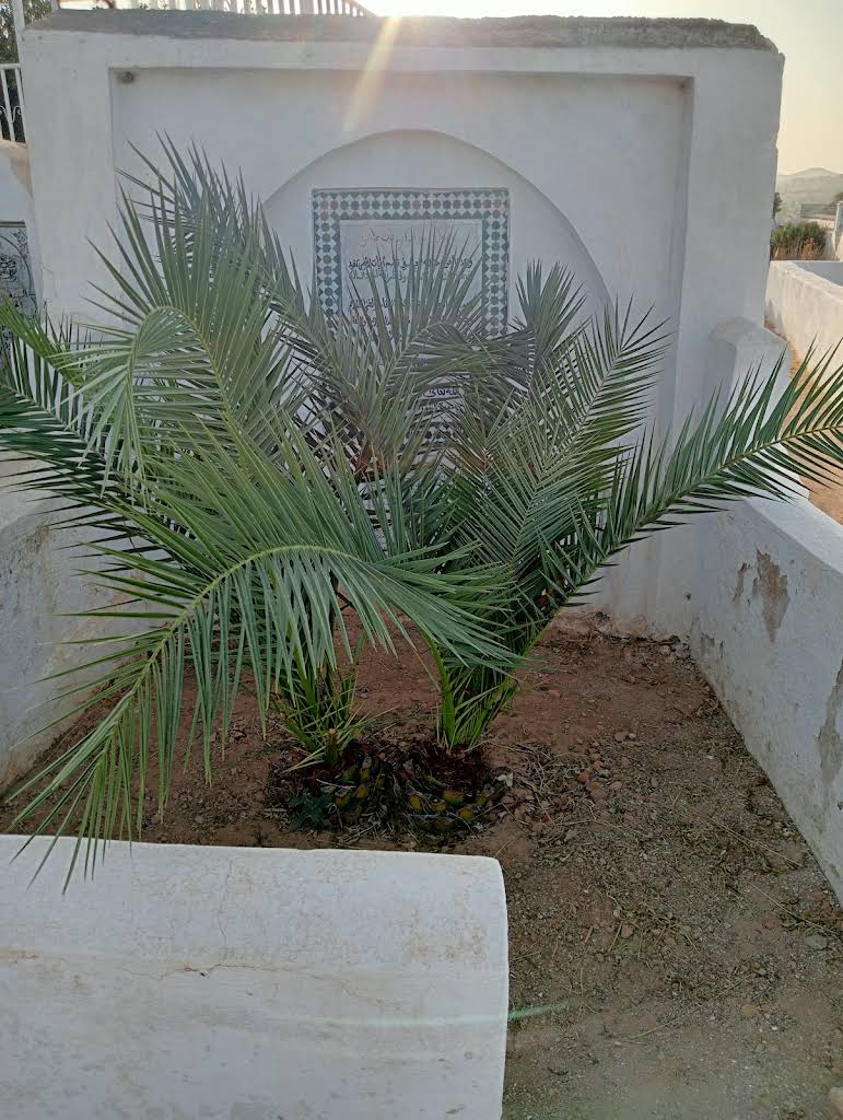 صورة إضافية
