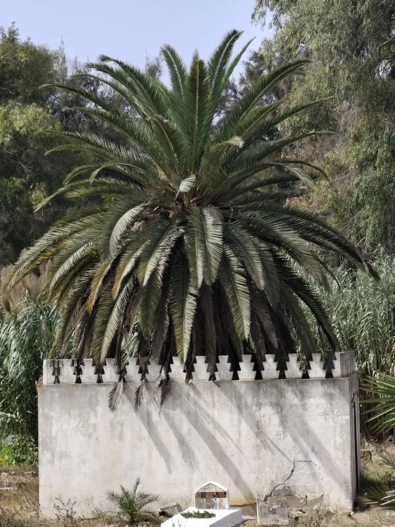 ضريح